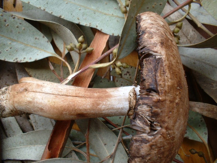 agaricus da determinare